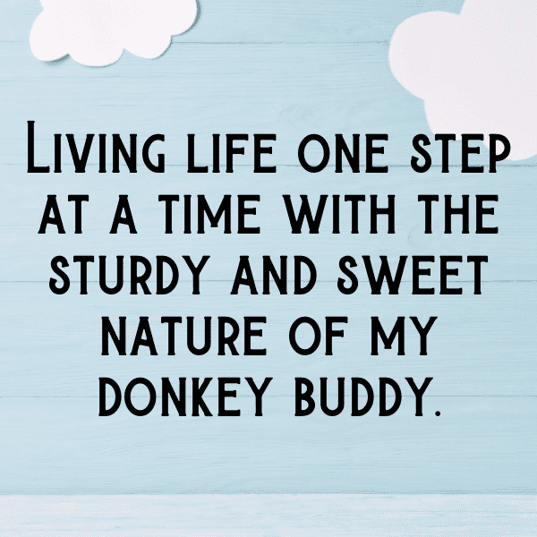 Donkey Captions Photo For Instagram-f3okVb