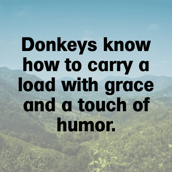 Donkey Captions Photo For Instagram-LB2LWl