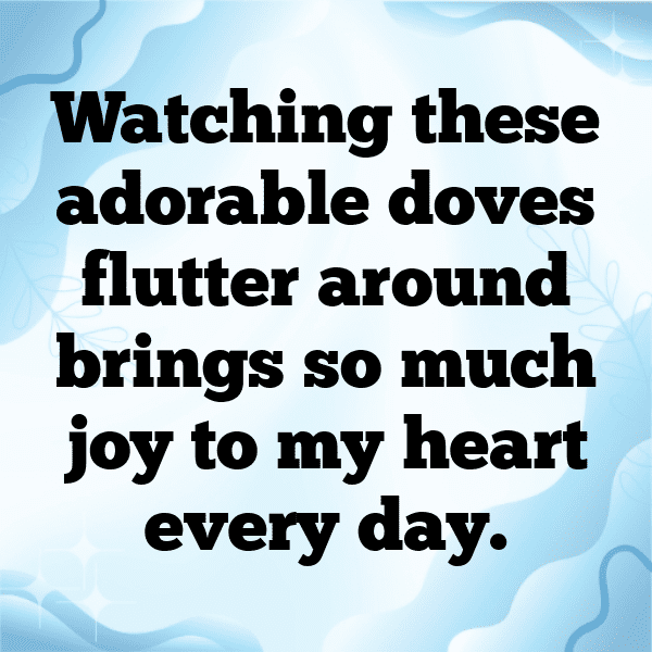 275+ Dove Captions For Instagram (Short, Trending & Viral) 3 Dove Captions Image For Instagram-igoGag