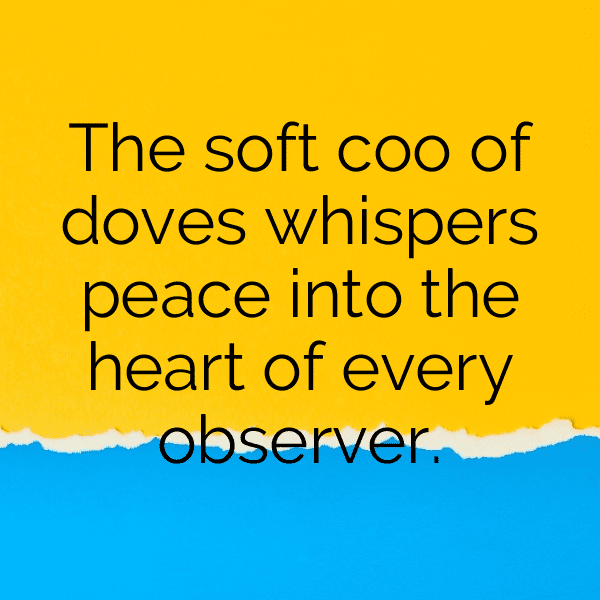 275+ Dove Captions For Instagram (Short, Trending & Viral) 8 Dove Captions Photo For Instagram-QIDc9g