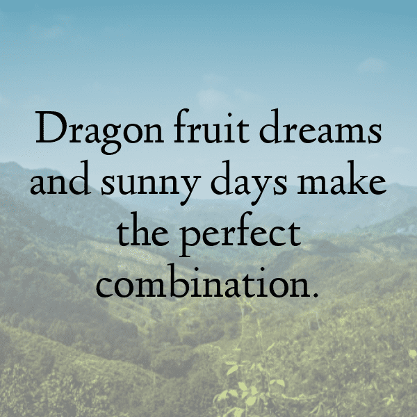 308+ Dragon Fruit Captions For Instagram (Fresh & Trendy) 6 Dragon Fruit Captions Photo For Instagram-oIzgwV