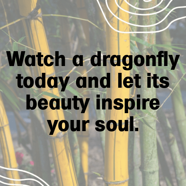 295+ Dragonfly Captions For Instagram In 2025 7 Dragonfly Captions Photo For Instagram-p8JXua