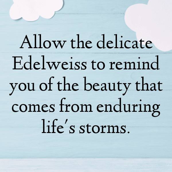 Edelweiss Captions Photo For Instagram-0rDz0Q