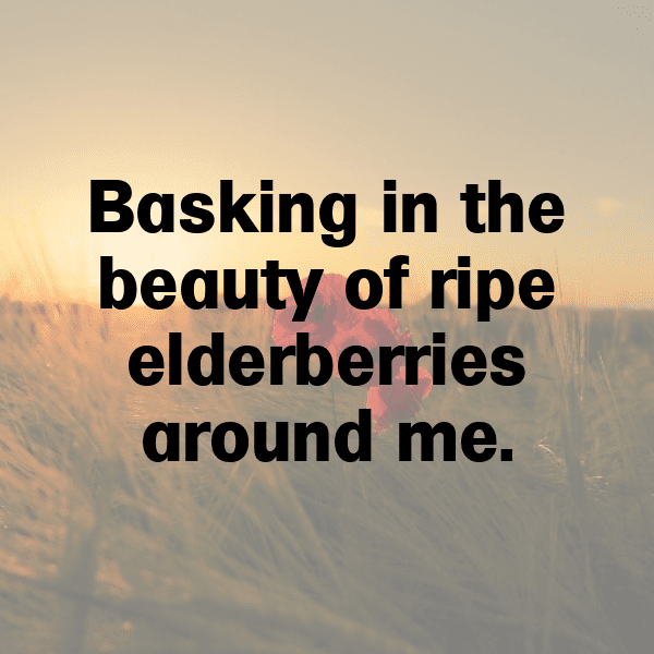 Elderberry Captions Photo For Instagram-EAvAK9