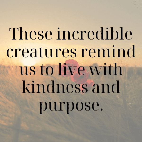 266+ Elephant Captions For Instagram (Trending, Funny & Top) 4 Elephant Captions Image For Instagram-IXdTzb