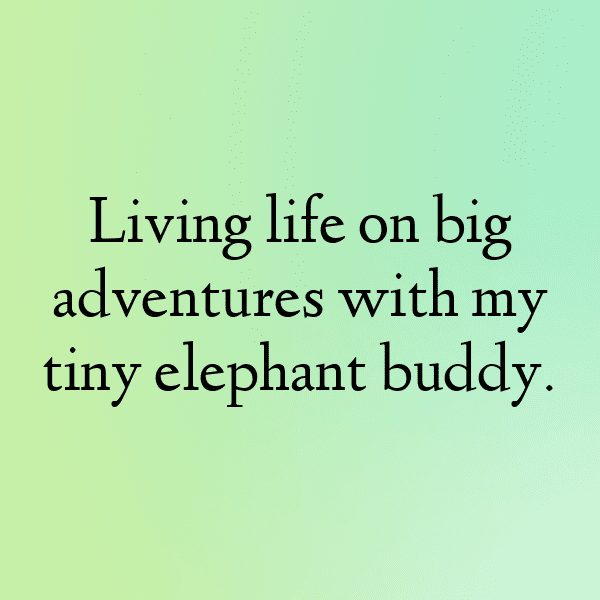 266+ Elephant Captions For Instagram (Trending, Funny & Top) 3 Elephant Captions Photo For Instagram-QSRdqB