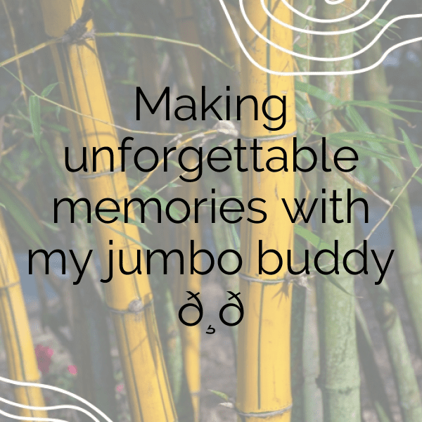 266+ Elephant Captions For Instagram (Trending, Funny & Top) 9 Elephant Captions Photo For Instagram-sLp1Ad