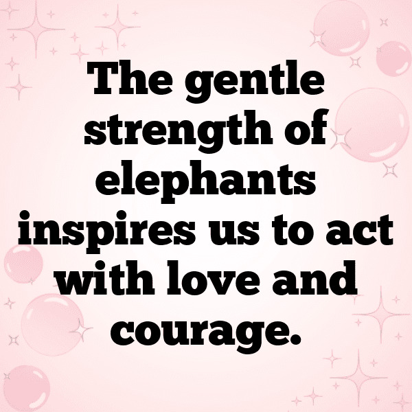 266+ Elephant Captions For Instagram (Trending, Funny & Top) 19 Elephant Captions Photo For Instagram-To9Mls