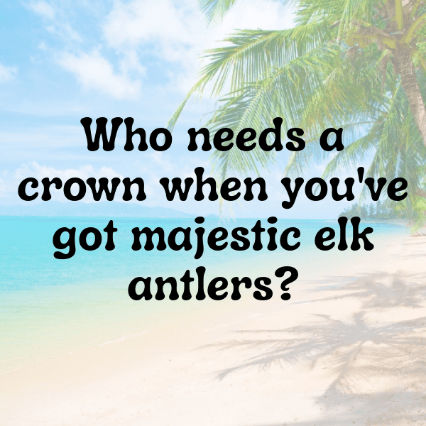 347+ Elk Captions For Instagram In 2025 5 Elk Captions Image For Instagram-oJ5eBb