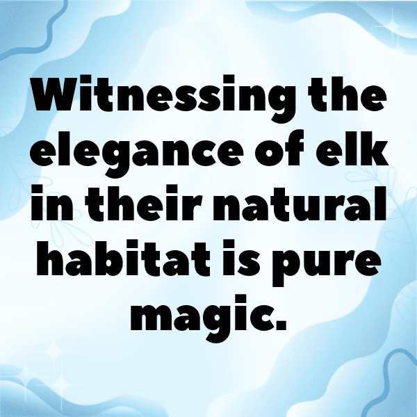 347+ Elk Captions For Instagram In 2025 15 Elk Captions Photo For Instagram-0wl7Ft