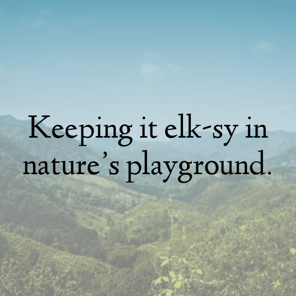 347+ Elk Captions For Instagram In 2025 14 Elk Captions Photo For Instagram-w3QM09