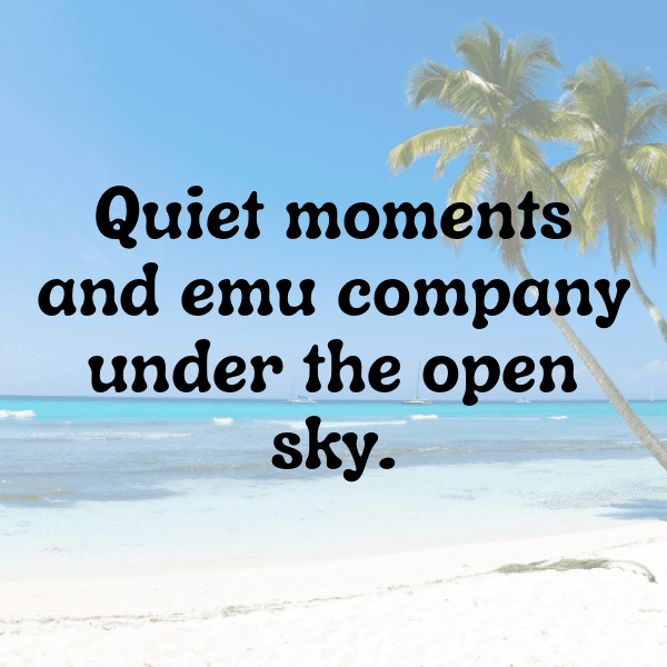 313+ Emu Captions For Instagram (Best, Funny & Short) 5 Emu Captions Image For Instagram-72WCEm