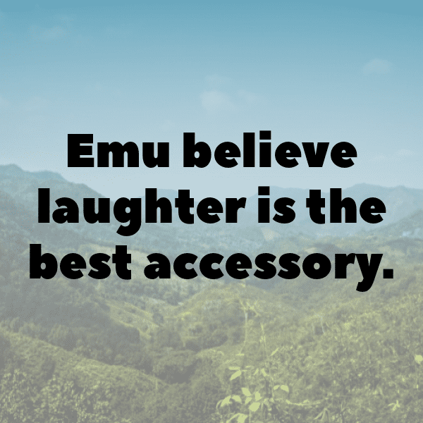 313+ Emu Captions For Instagram (Best, Funny & Short) 4 Emu Captions Image For Instagram-yd1Yyh