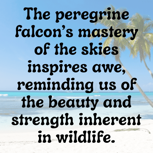 Falcon Captions Image For Instagram-Ntp2lz