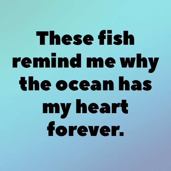 Falcon Captions Image For Instagram-tJ9vzt