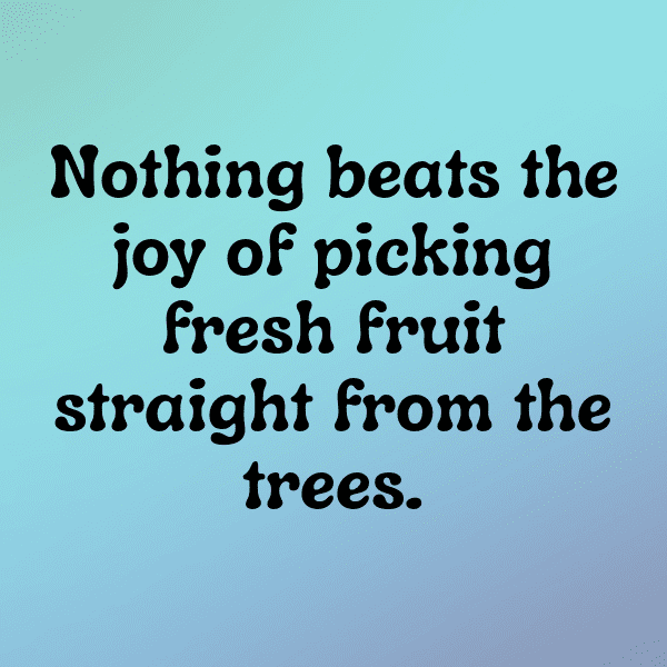 217+ Feijoa Captions For Instagram In 2025 6 Feijoa Captions Image For Instagram-pfjjso