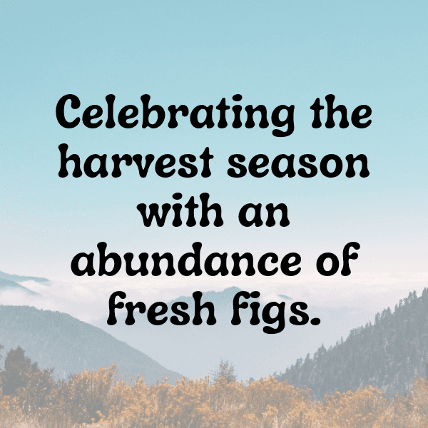 276+ Fig Captions For Instagram In 2025 12 Fig Captions Photo For Instagram-X817pc