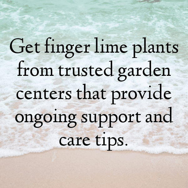 252+ Finger Lime Captions For Instagram (Fresh & Trendy) 3 Finger Lime Captions Image For Instagram-NvToPP