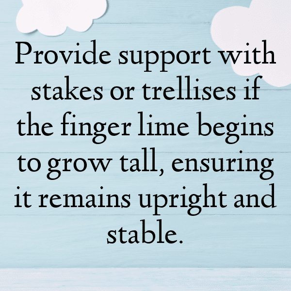 252+ Finger Lime Captions For Instagram (Fresh & Trendy) 4 Finger Lime Captions Photo For Instagram-n6qTWH