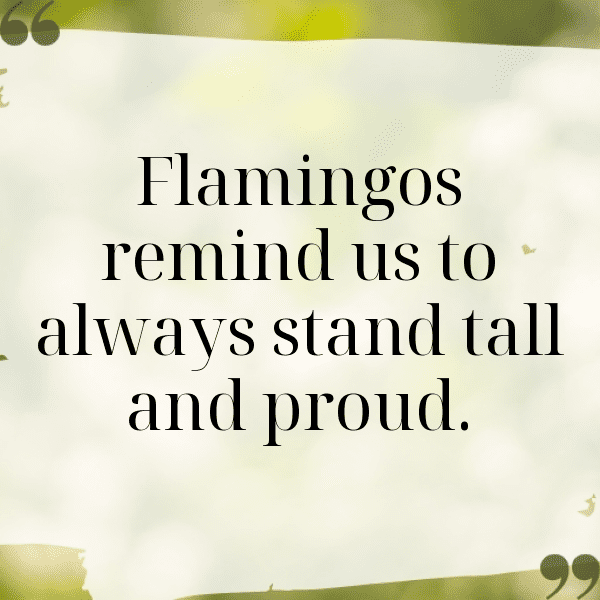 Flamingo Captions Image For Instagram-5OIGXk