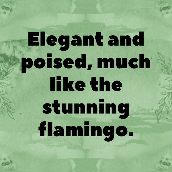 Flamingo Captions Image For Instagram-ZioTbm