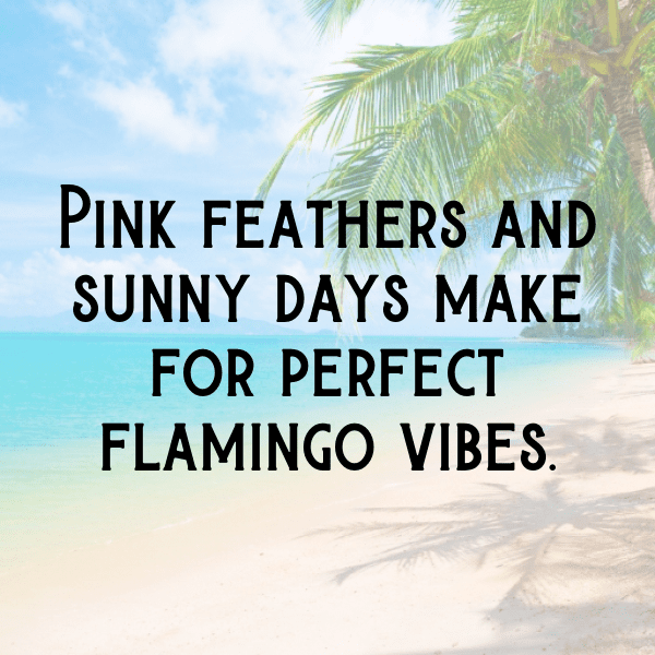 Flamingo Captions Photo For Instagram-JYFiE5