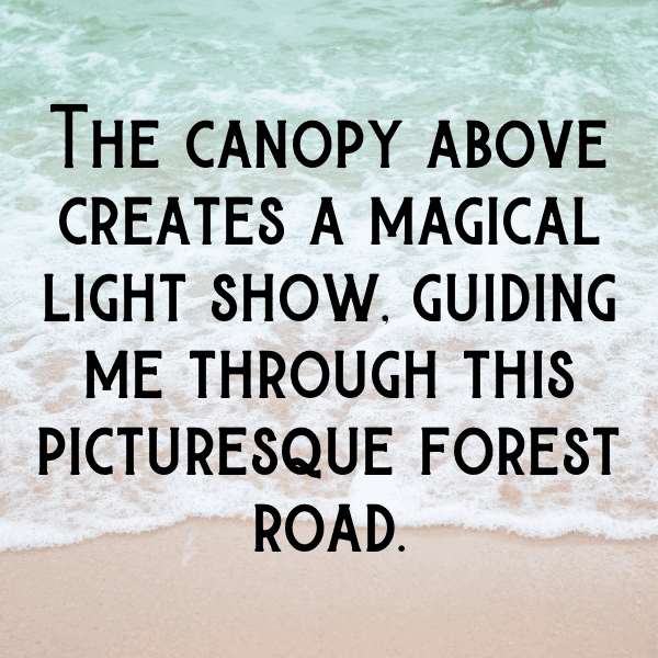 262+ Forest Adventure Captions for Instagram (Fresh & Trendy) 15 Forest Adventure Captions Image for Instagram-7Jc1NL