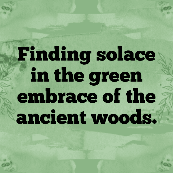 262+ Forest Adventure Captions for Instagram (Fresh & Trendy) 14 Forest Adventure Captions Image for Instagram-fUU1en