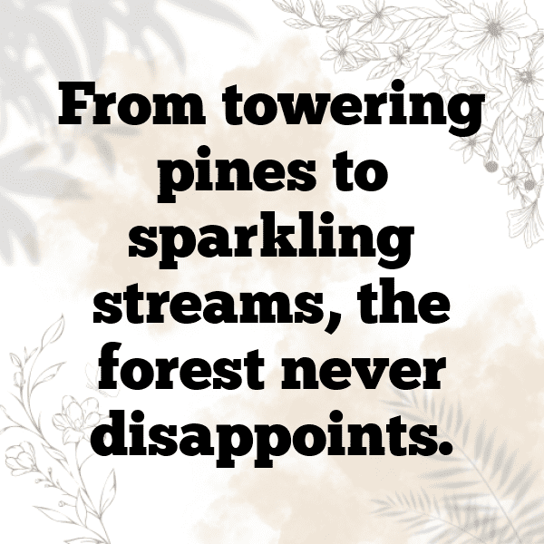 262+ Forest Adventure Captions for Instagram (Fresh & Trendy) 4 Forest Adventure Captions Photo for Instagram-h5ube4