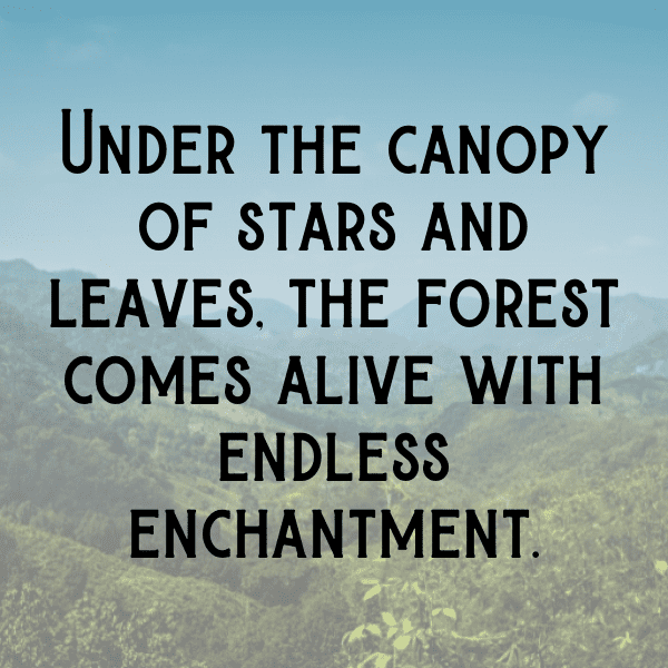 239+ Forest Bathing Captions for Instagram (Trending, Funny & Top) 7 Forest Bathing Captions Image for Instagram-I4sTdY