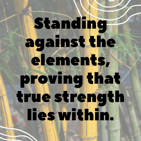 Forest Mist Captions Photo for Instagram-HznrPp