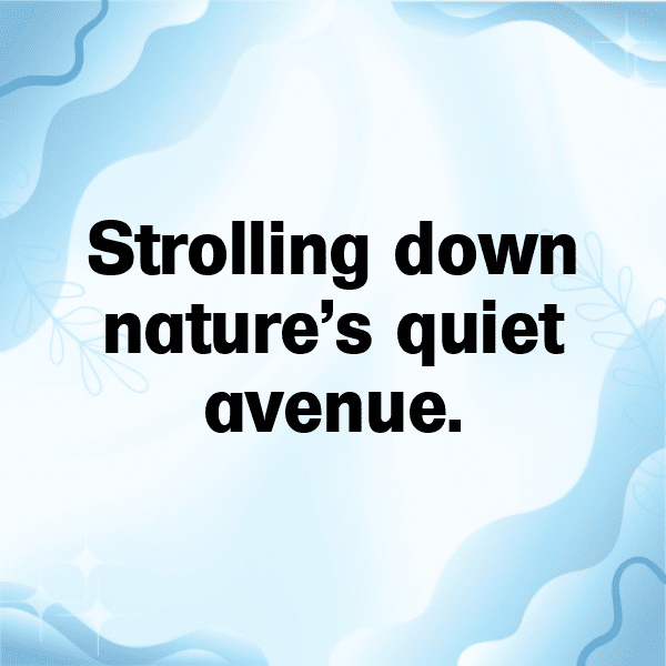 Forest Path Captions Image for Instagram-TkeQLt