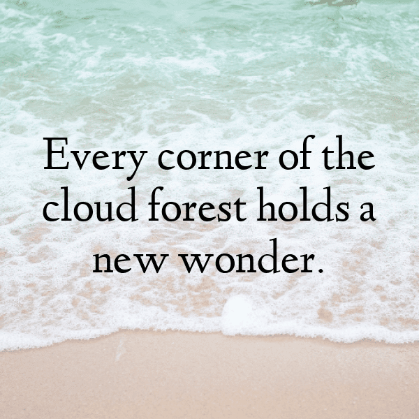 Forest Path Captions Photo for Instagram-eLyhX1