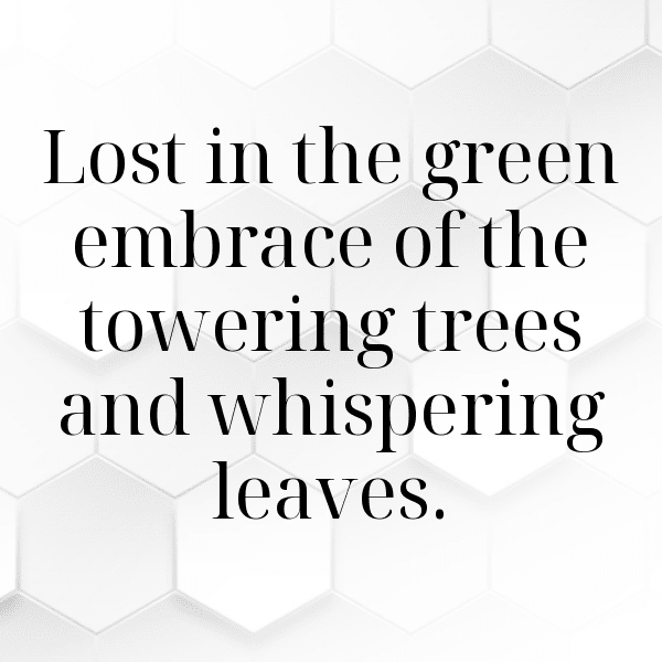 Forest Path Captions Photo for Instagram-SEheG2