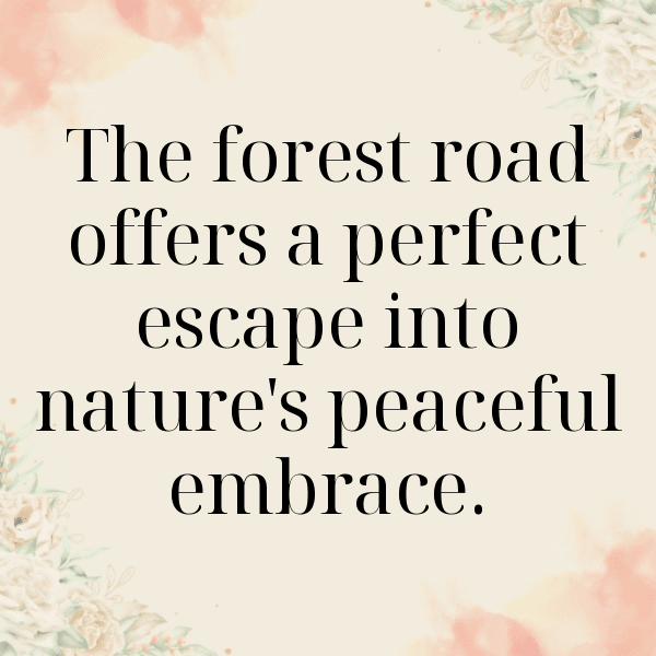 Forest Path Captions Photo for Instagram-sh2Tey