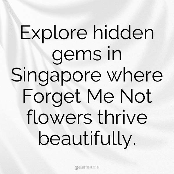 Forget-Me-Not Captions Photo For Instagram-OzNvVF