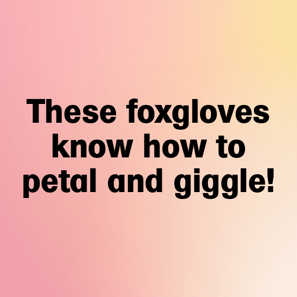 222+ Foxglove Captions For Instagram (Trending, Funny & Top) 6 Foxglove Captions Image For Instagram-VjlZKy