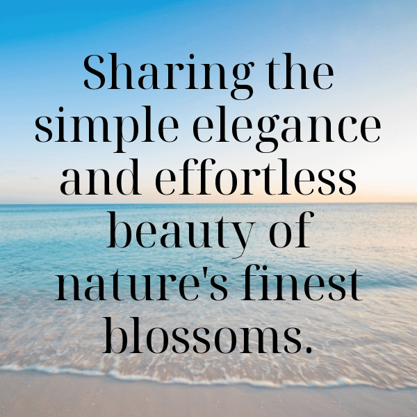 289+ Gaillardia Captions For Instagram (Short, Trending & Viral) 3 Gaillardia Captions Image For Instagram-1aNyOH