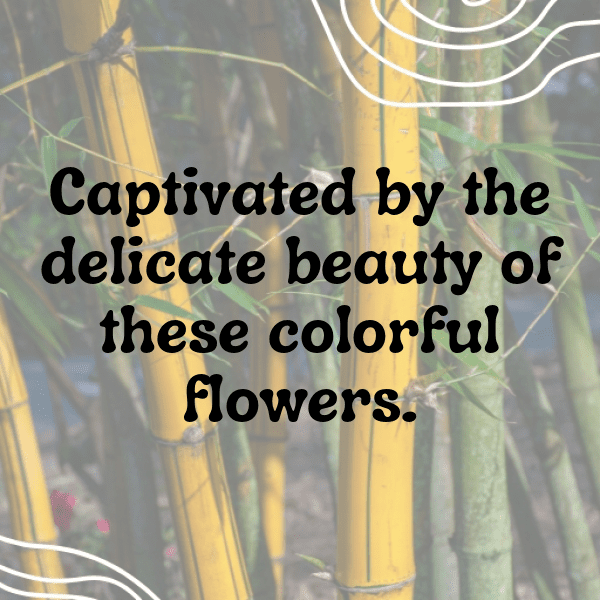 289+ Gaillardia Captions For Instagram (Short, Trending & Viral) 9 Gaillardia Captions Image For Instagram-Dj3lne