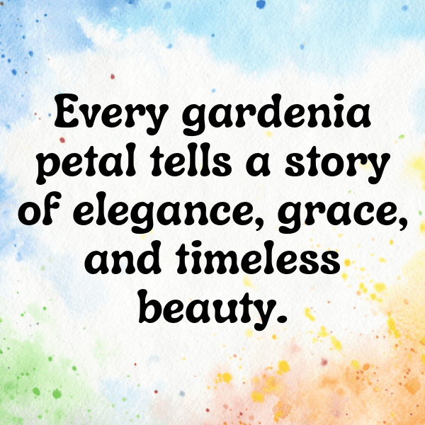 289+ Gaillardia Captions For Instagram (Short, Trending & Viral) 14 Gaillardia Captions Photo For Instagram-MK1jLB