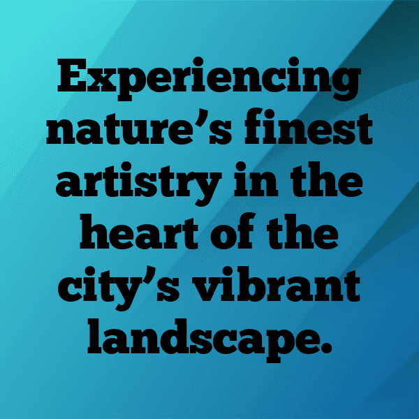 289+ Gaillardia Captions For Instagram (Short, Trending & Viral) 11 Gaillardia Captions Photo For Instagram-s5jlLG