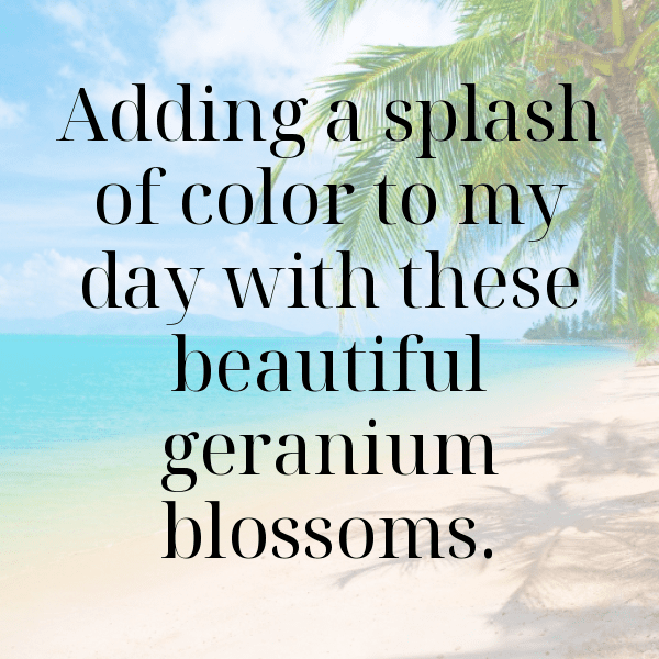 Geranium Captions Image For Instagram-dPCo28