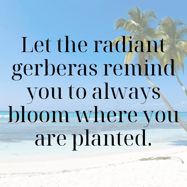 320+ Gerbera Captions For Instagram In 2025 14 Gerbera Captions Image For Instagram-96iMQ0