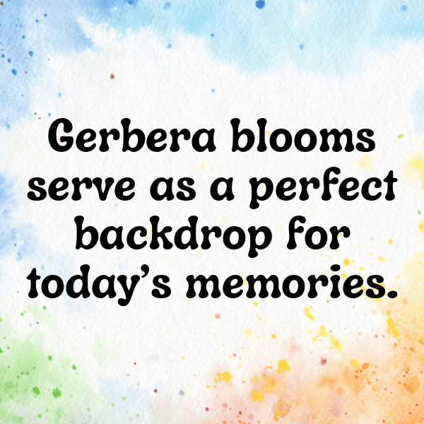 320+ Gerbera Captions For Instagram In 2025 17 Gerbera Captions Image For Instagram-achry0