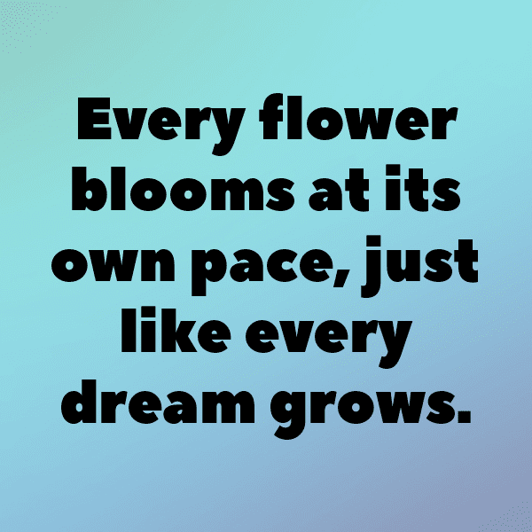 320+ Gerbera Captions For Instagram In 2025 3 Gerbera Captions Image For Instagram-gIOPy1