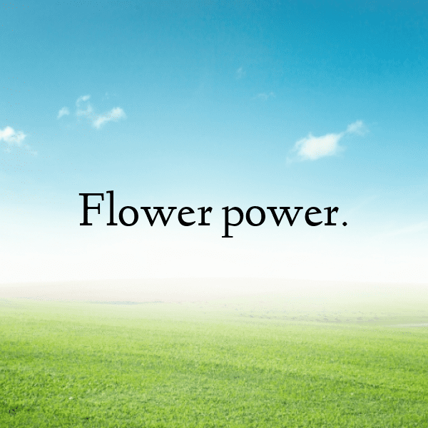 320+ Gerbera Captions For Instagram In 2025 9 Gerbera Captions Image For Instagram-S2hSI5