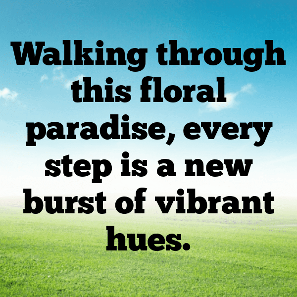 320+ Gerbera Captions For Instagram In 2025 11 Gerbera Captions Image For Instagram-VEP4zl