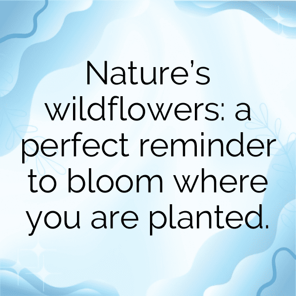 320+ Gerbera Captions For Instagram In 2025 10 Gerbera Captions Photo For Instagram-el73N7