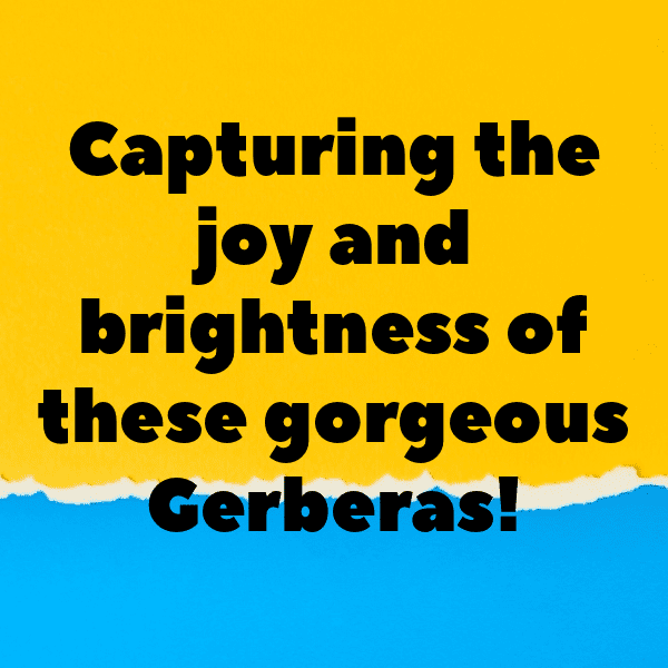 320+ Gerbera Captions For Instagram In 2025 16 Gerbera Captions Photo For Instagram-NtgLaM