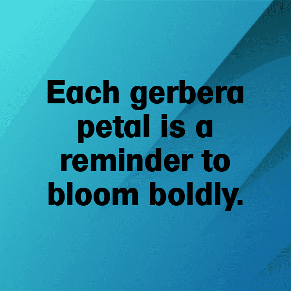 320+ Gerbera Captions For Instagram In 2025 15 Gerbera Captions Photo For Instagram-zawZ3c